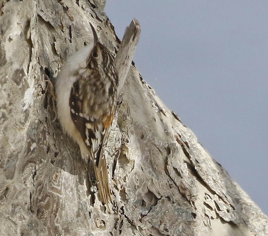 Brown Creeper - ML422039481