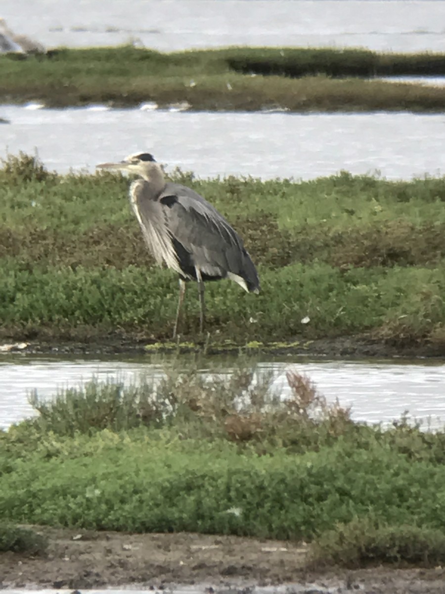 Great Blue Heron - ML42204021