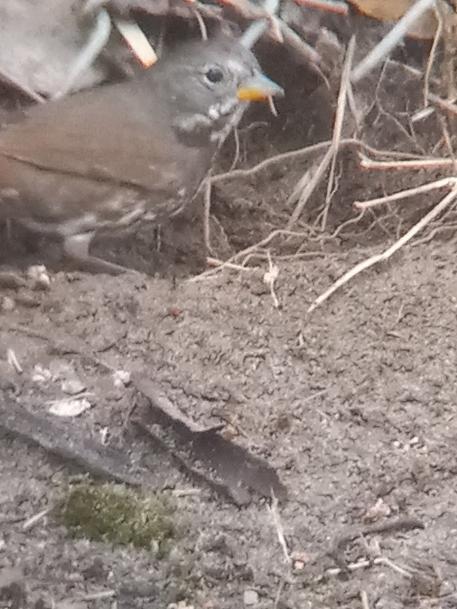 Fox Sparrow - ML422040681