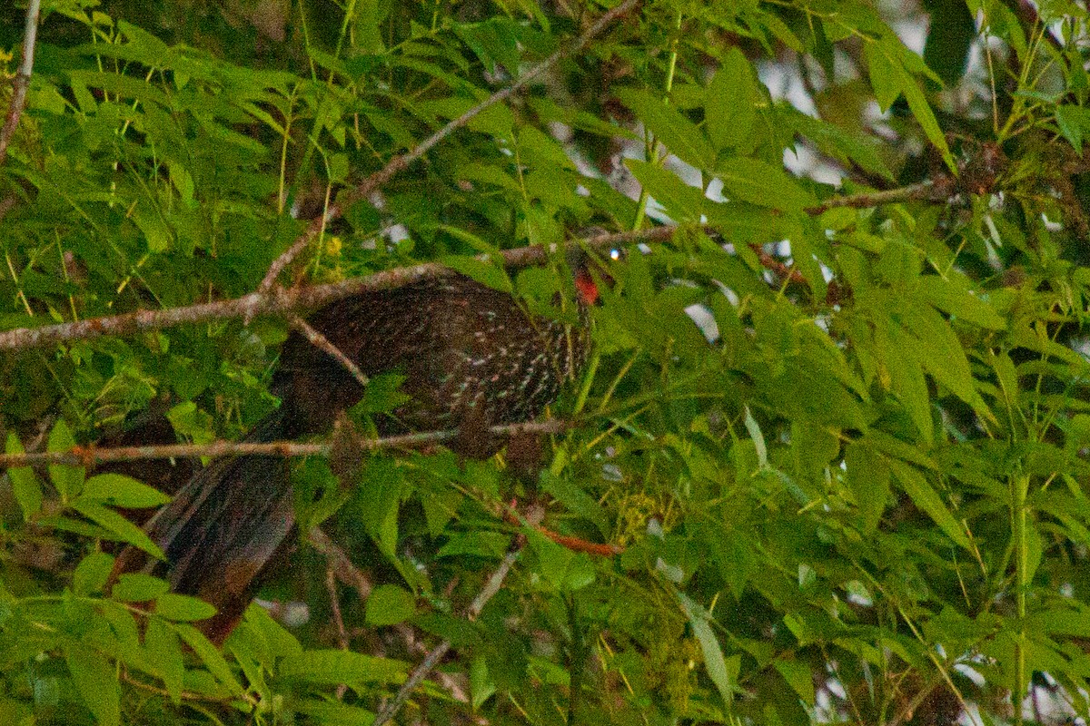 Band-tailed Guan - ML422041041