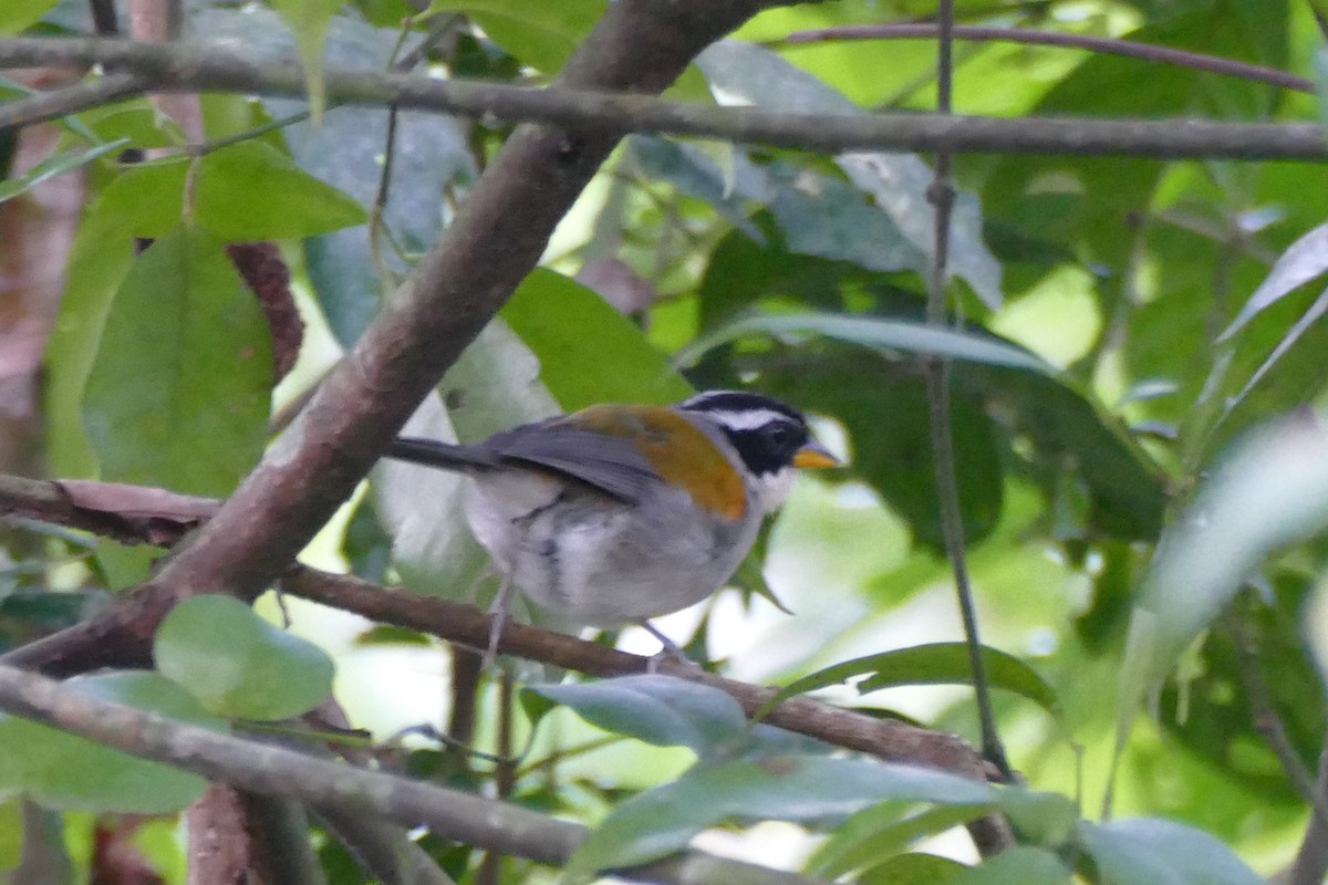 Pectoral Sparrow (Yellow-mandibled) - ML422041051