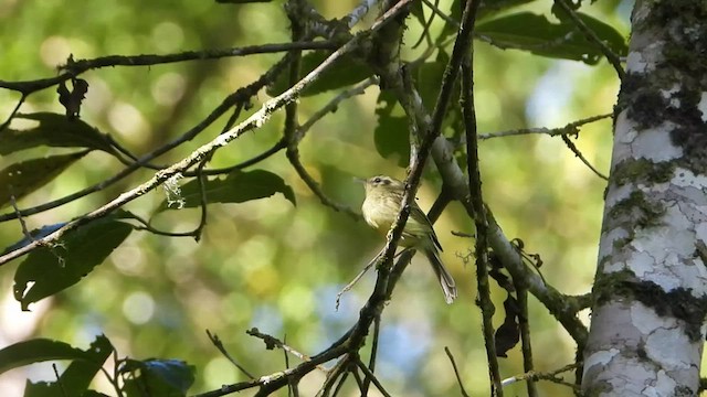 Tyranneau de Sao Paulo - ML422041401