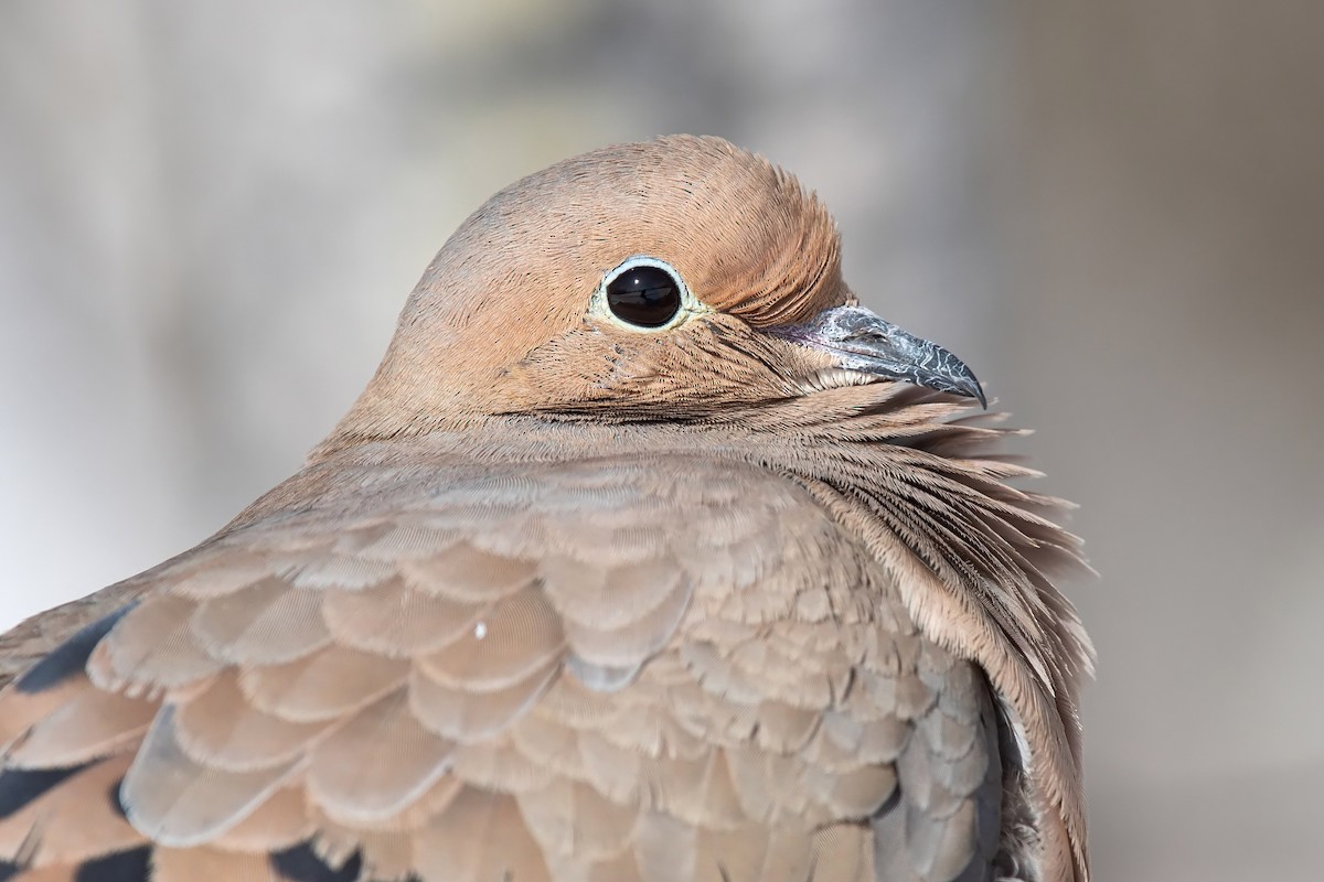 Mourning Dove - ML422041721