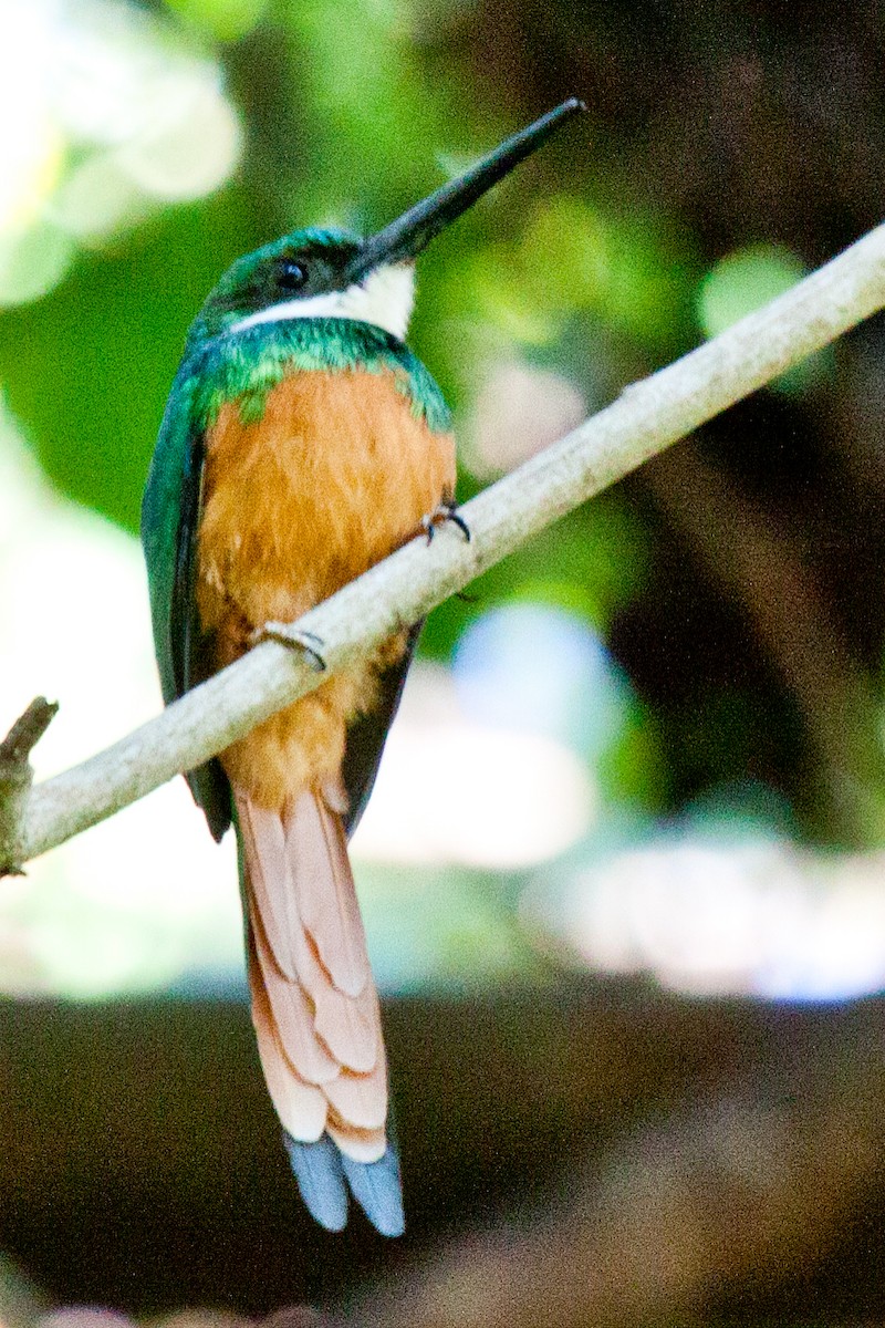 Rufous-tailed Jacamar - ML422041971