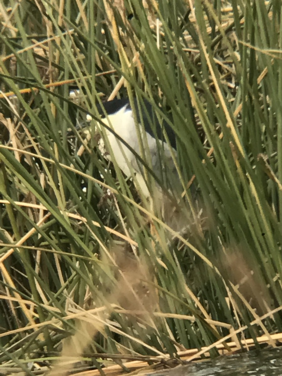 Black-crowned Night Heron - ML42204201