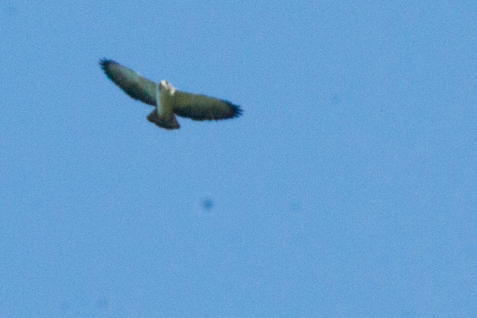 Short-tailed Hawk - ML422042281