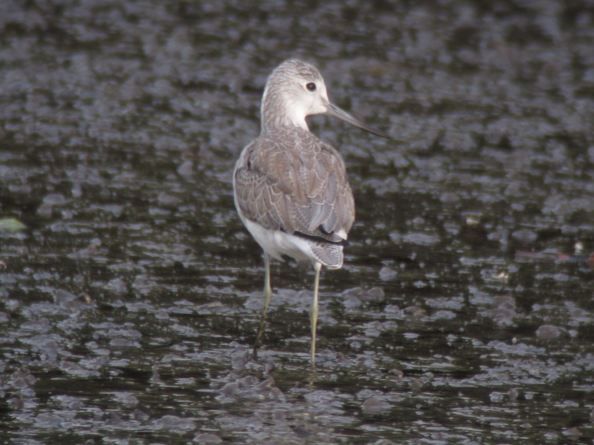 Common Greenshank - ML422042371