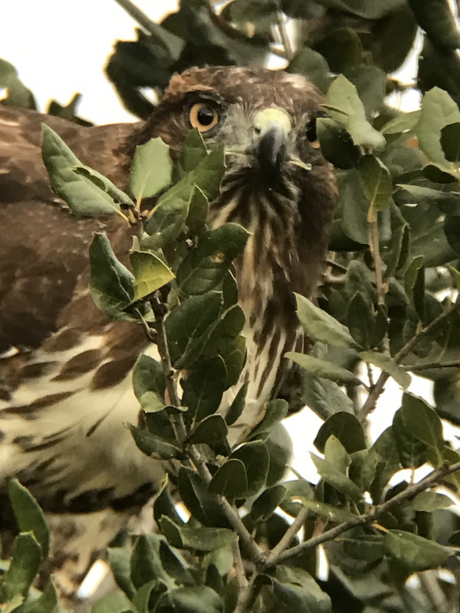 Red-tailed Hawk - Bill Pelletier