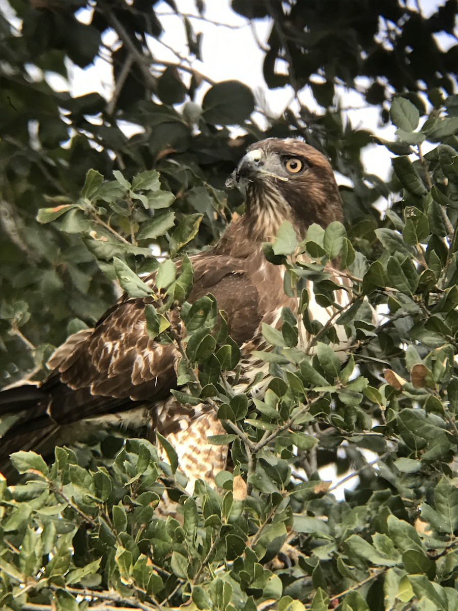 Red-tailed Hawk - Bill Pelletier