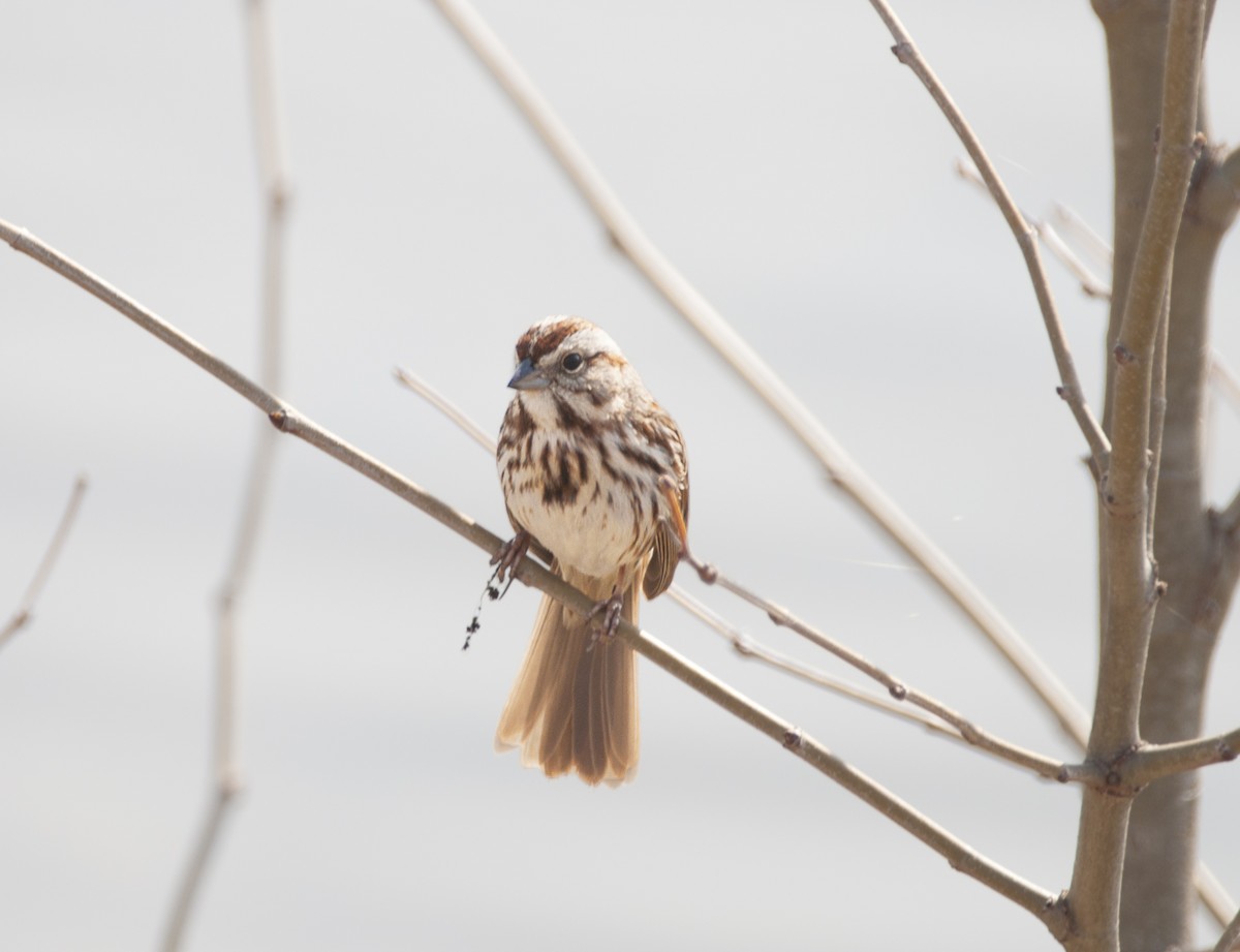 Song Sparrow - ML422043011