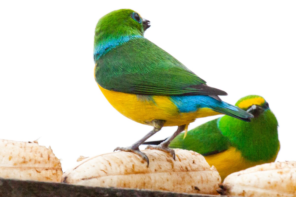 Blue-naped Chlorophonia - ML422043201