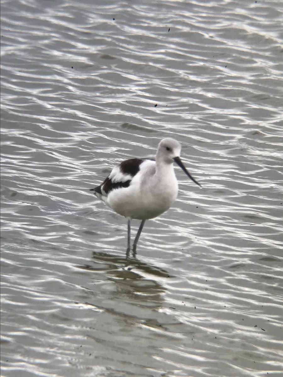 Avocette d'Amérique - ML42204321