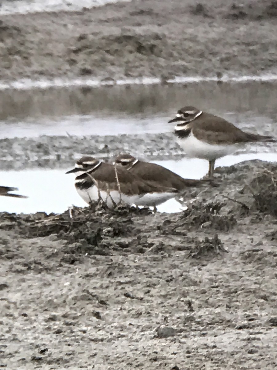 Killdeer - Bill Pelletier