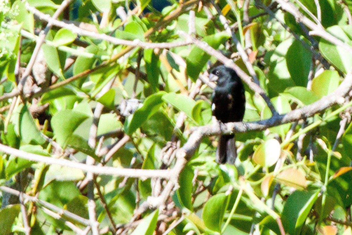 Thick-billed Seed-Finch - ML422044801