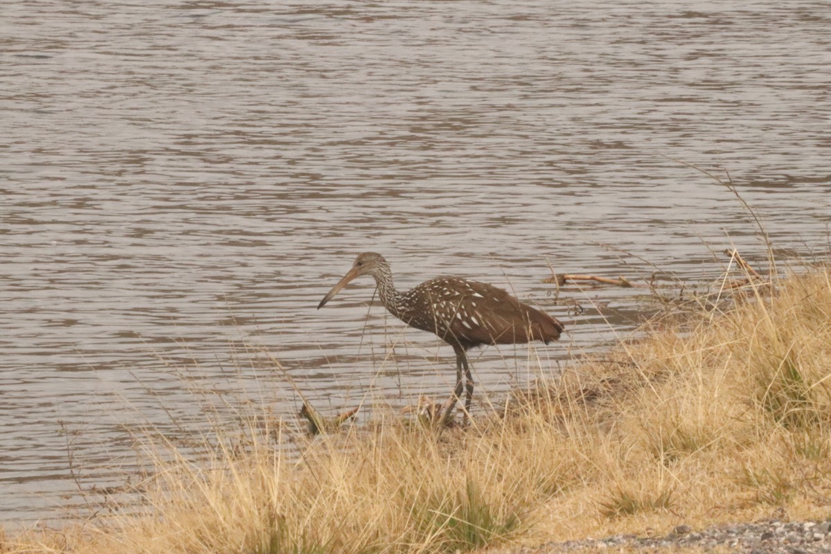 Limpkin - ML422045291