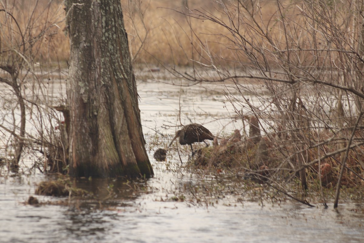 Limpkin - ML422045521