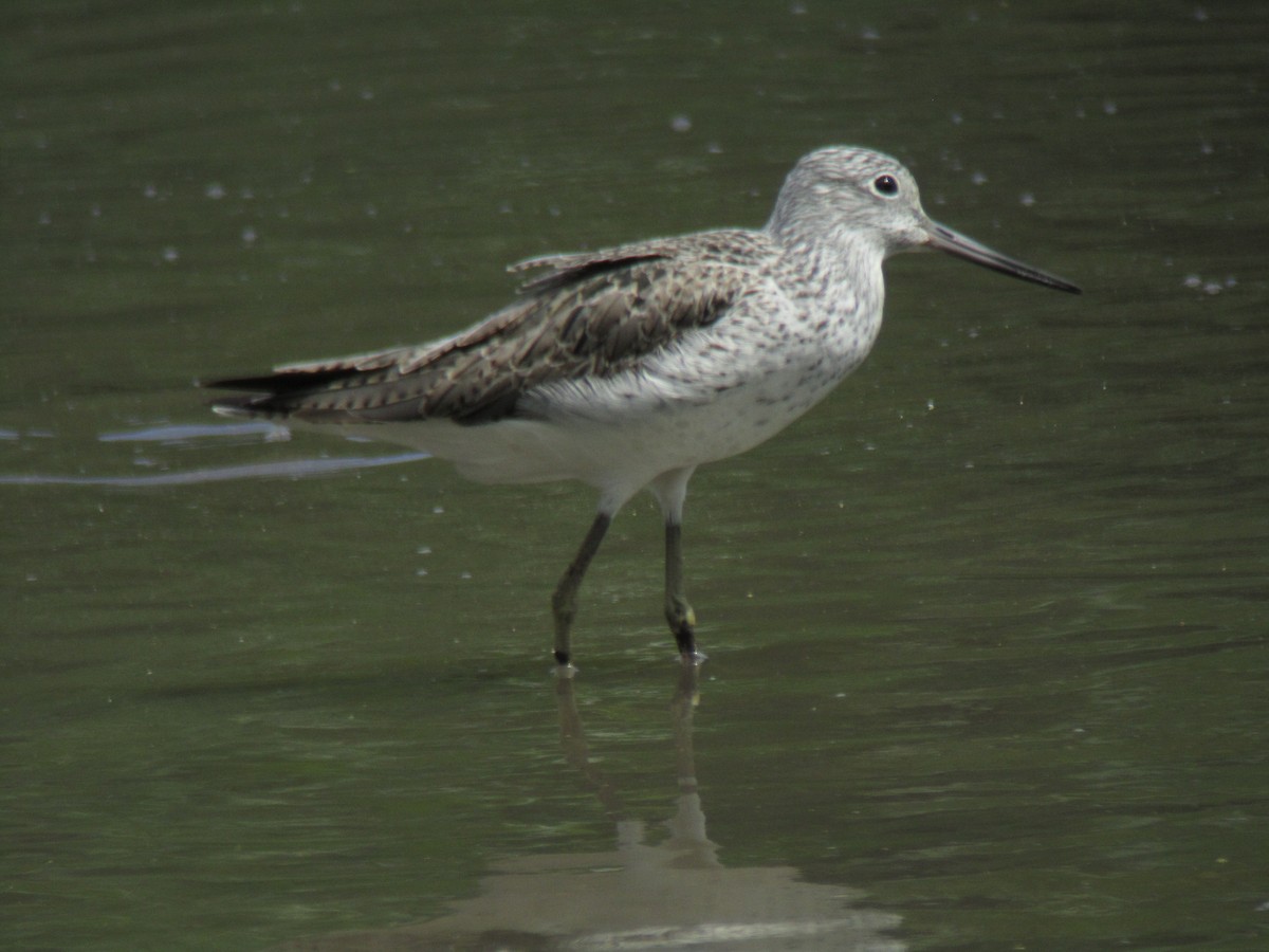 Common Greenshank - ML422046201