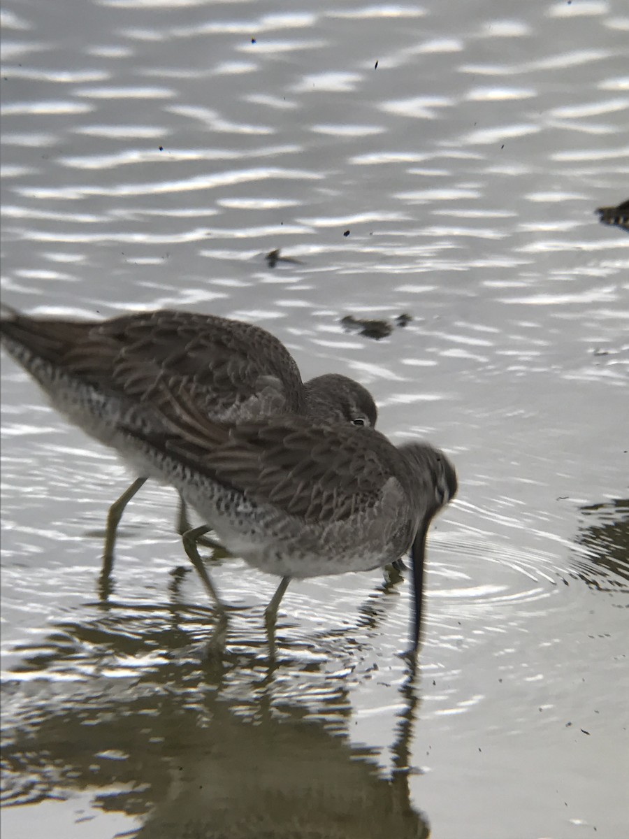 Long-billed Dowitcher - Bill Pelletier