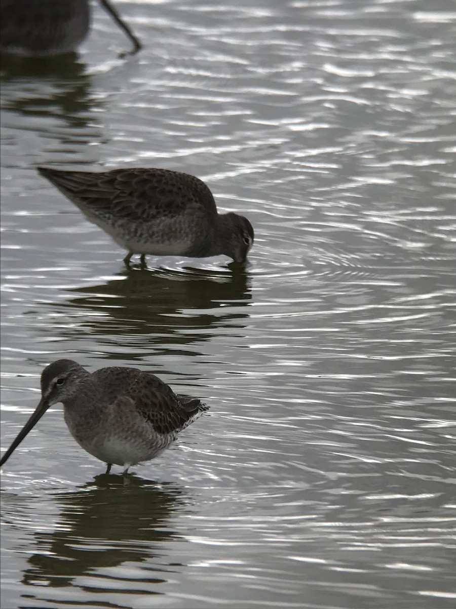 Long-billed Dowitcher - Bill Pelletier