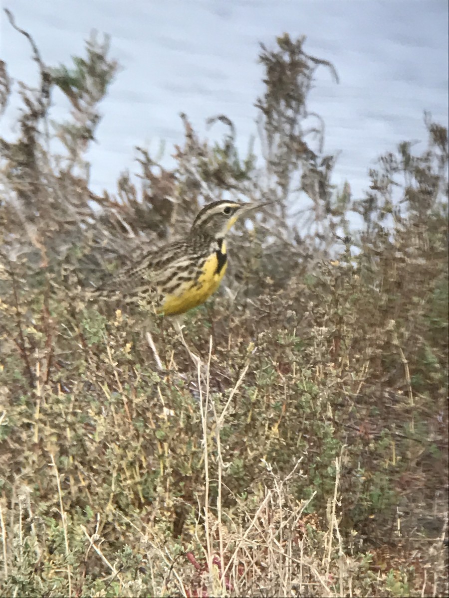 Western Meadowlark - Bill Pelletier