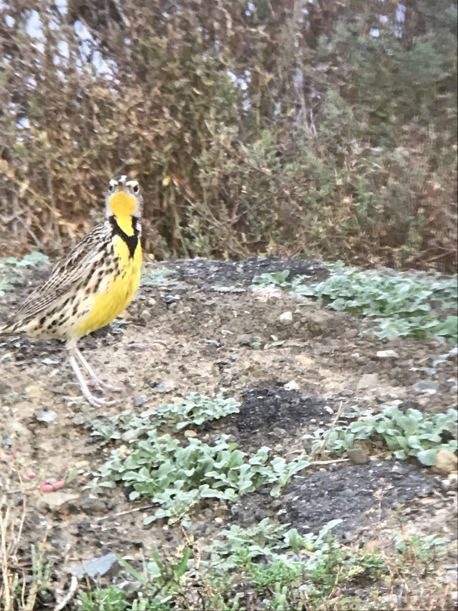 Western Meadowlark - Bill Pelletier