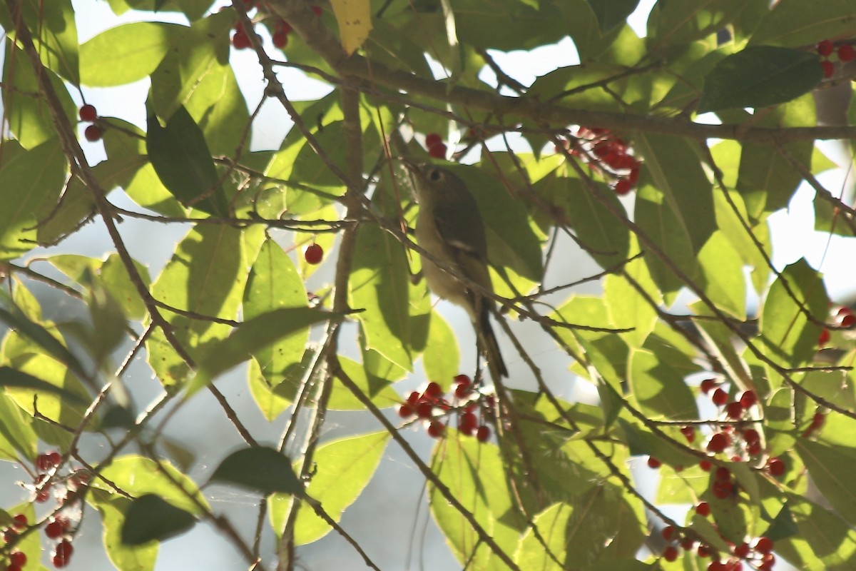 Ruby-crowned Kinglet - ML422048701