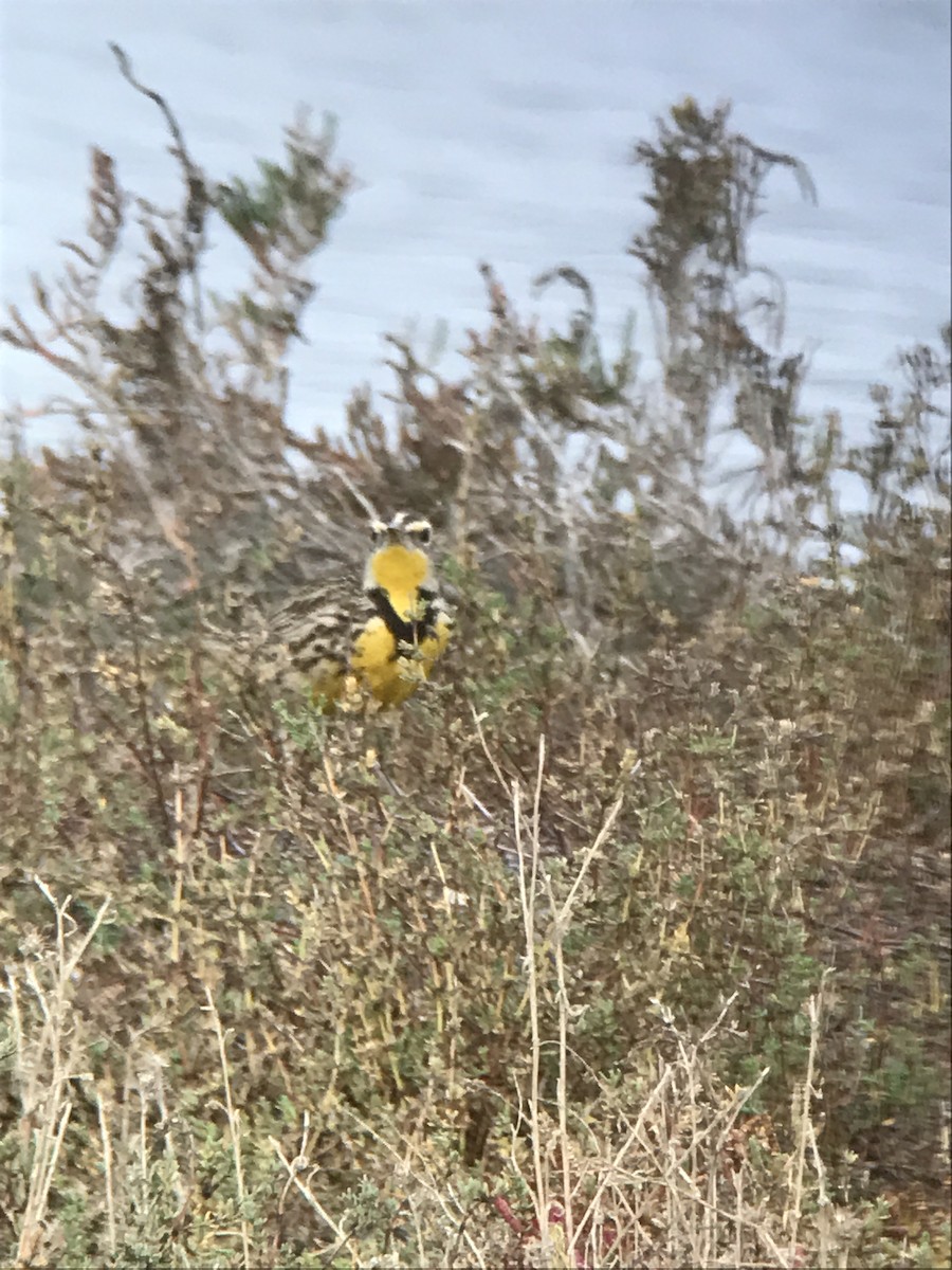 Western Meadowlark - Bill Pelletier