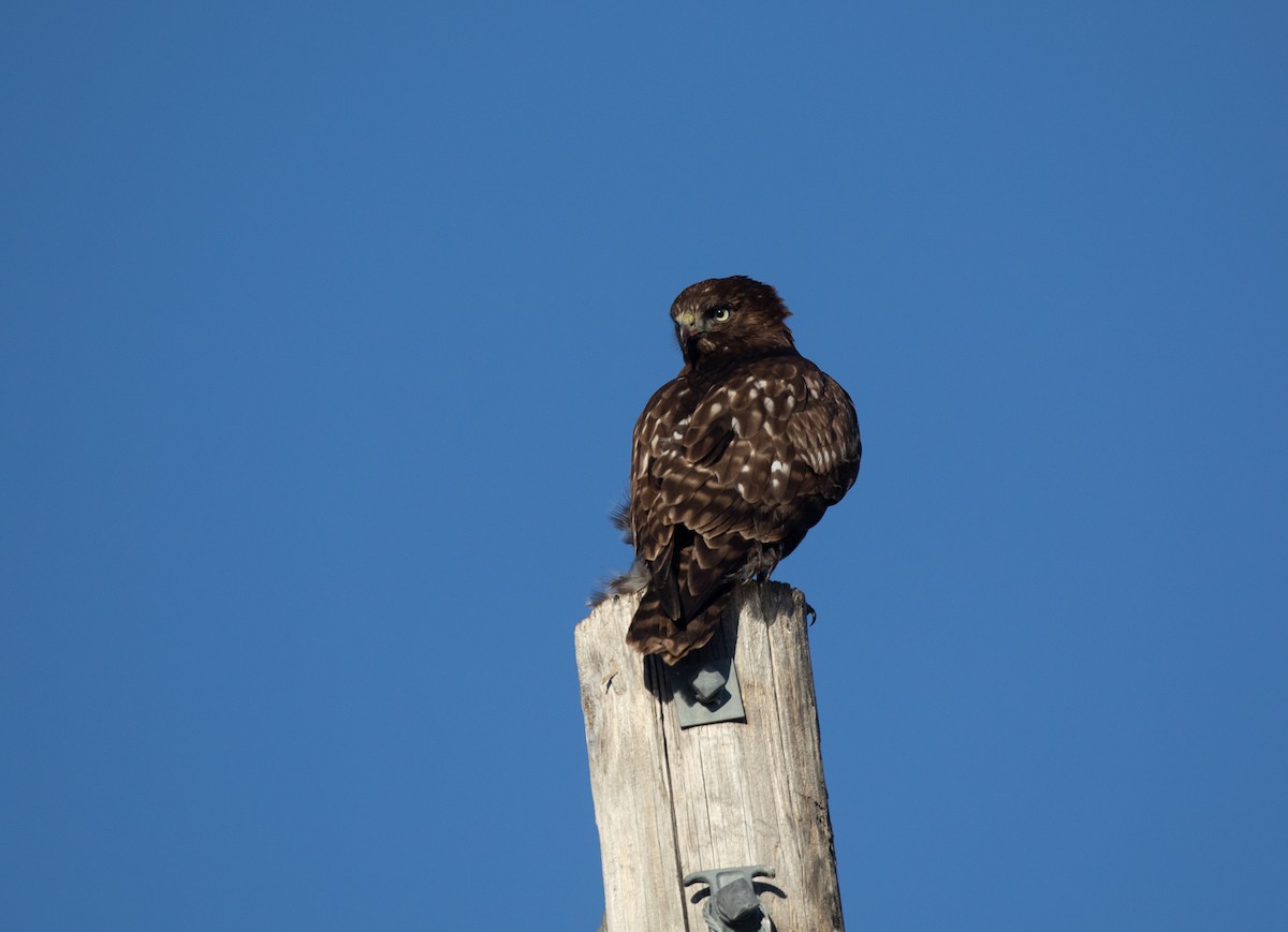 Red-tailed Hawk - ML422048951