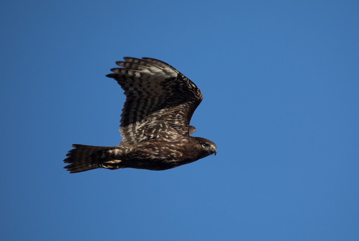 Red-tailed Hawk - ML422048981