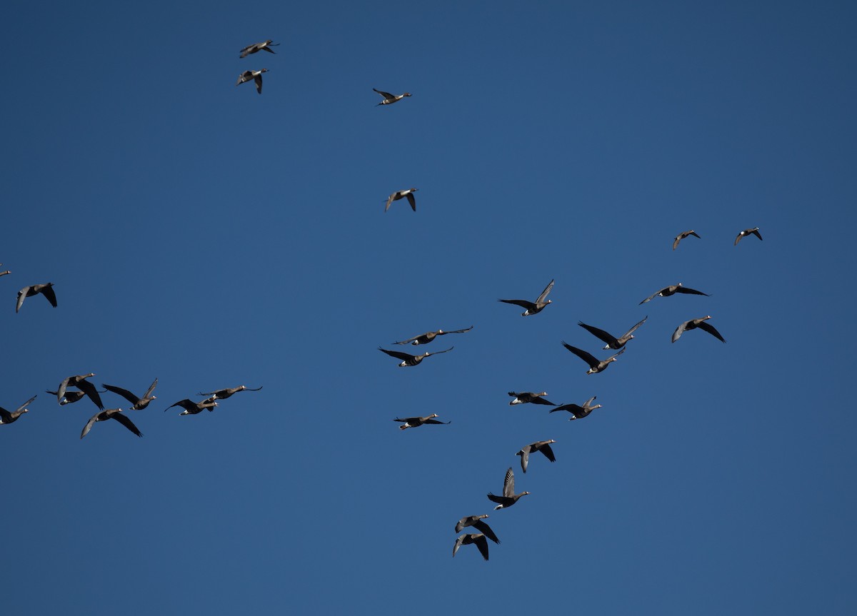 Greater White-fronted Goose - ML422049051