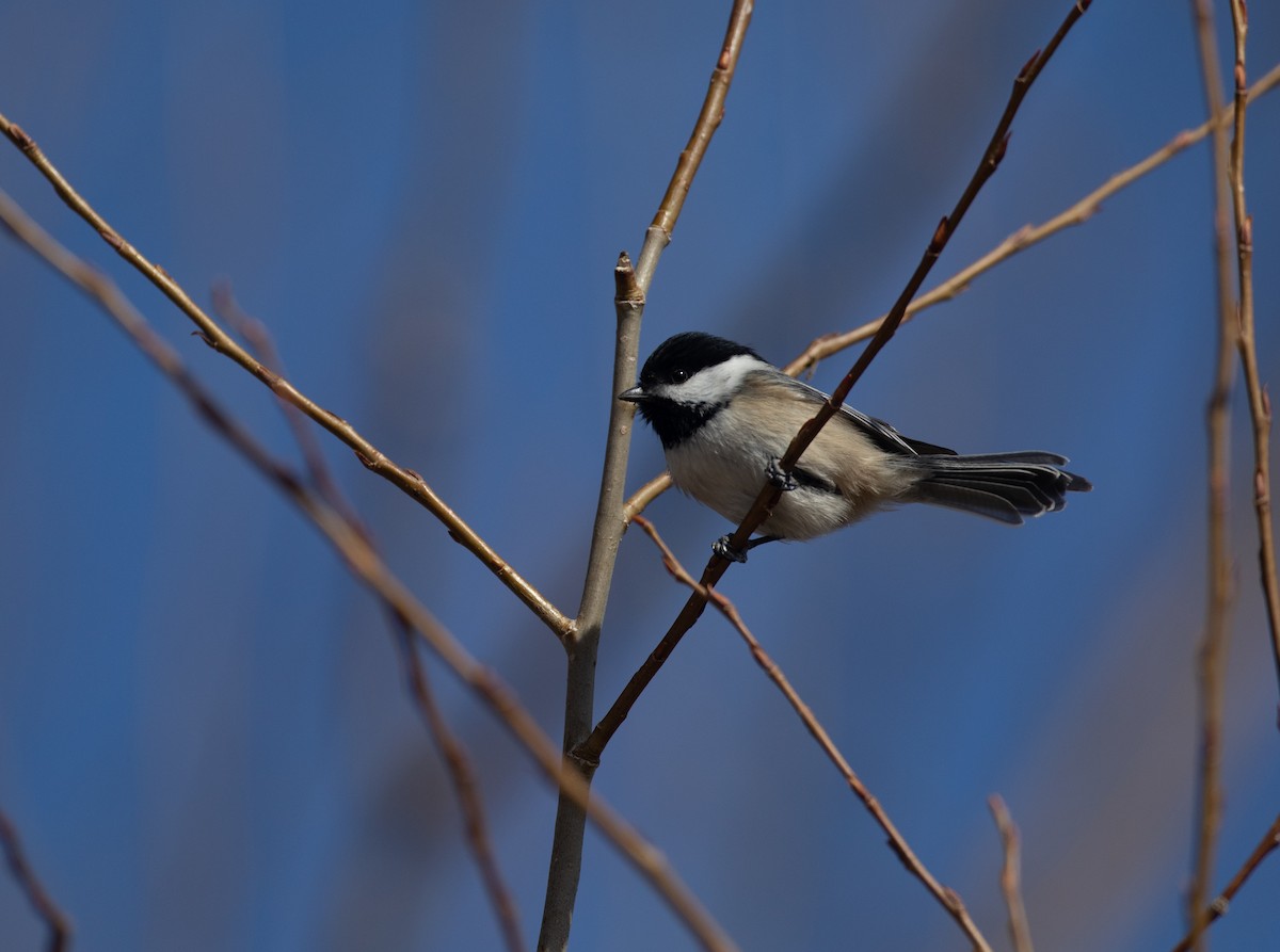 Black-capped Chickadee - ML422049071