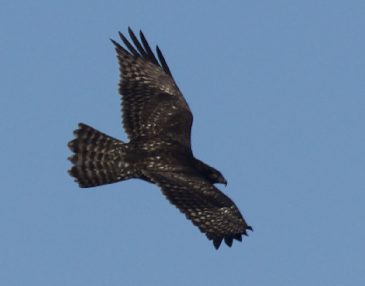 Red-tailed Hawk - ML422049491