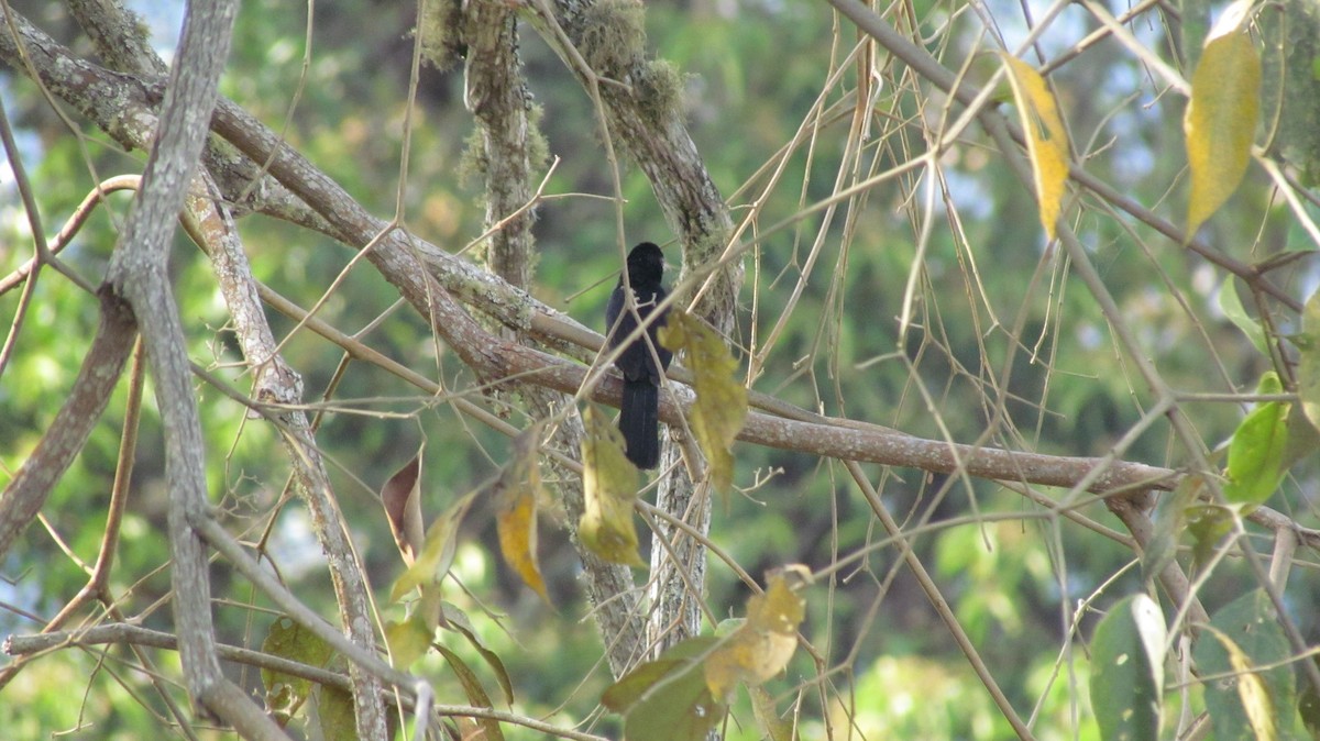 White-lined Tanager - Luis Mieres Bastidas