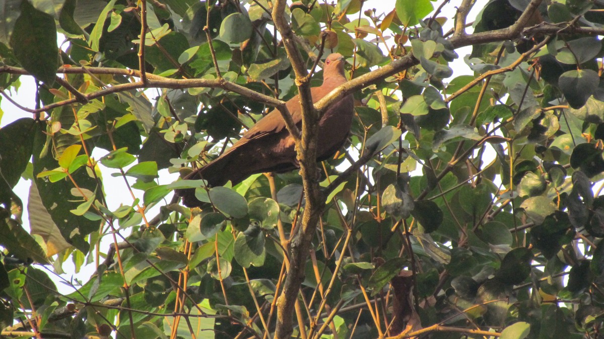 Ruddy Pigeon - Luis Mieres Bastidas