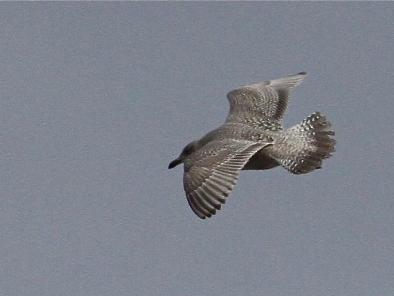 Iceland Gull (Thayer's) - Luke Seitz