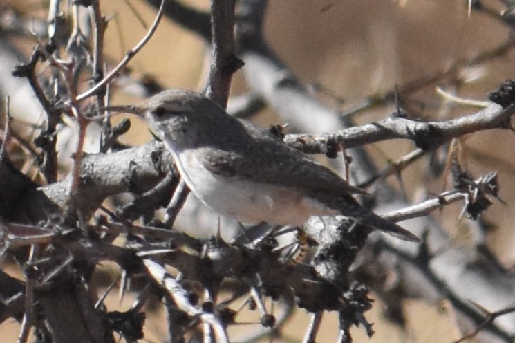 Rock Wren - Vanessa Montgomery