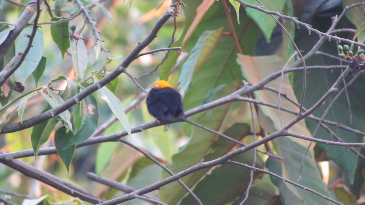 Golden-headed Manakin - ML422056571