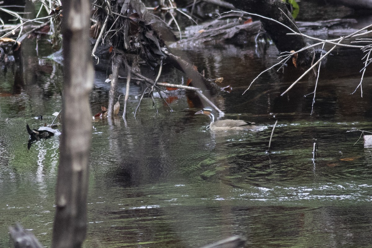 Sungrebe - ML422056761