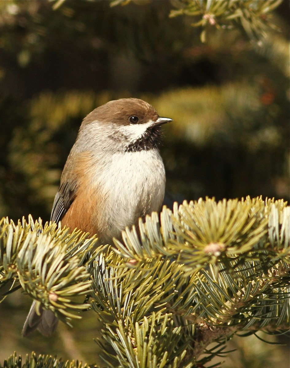 Boreal Chickadee - Luke Seitz