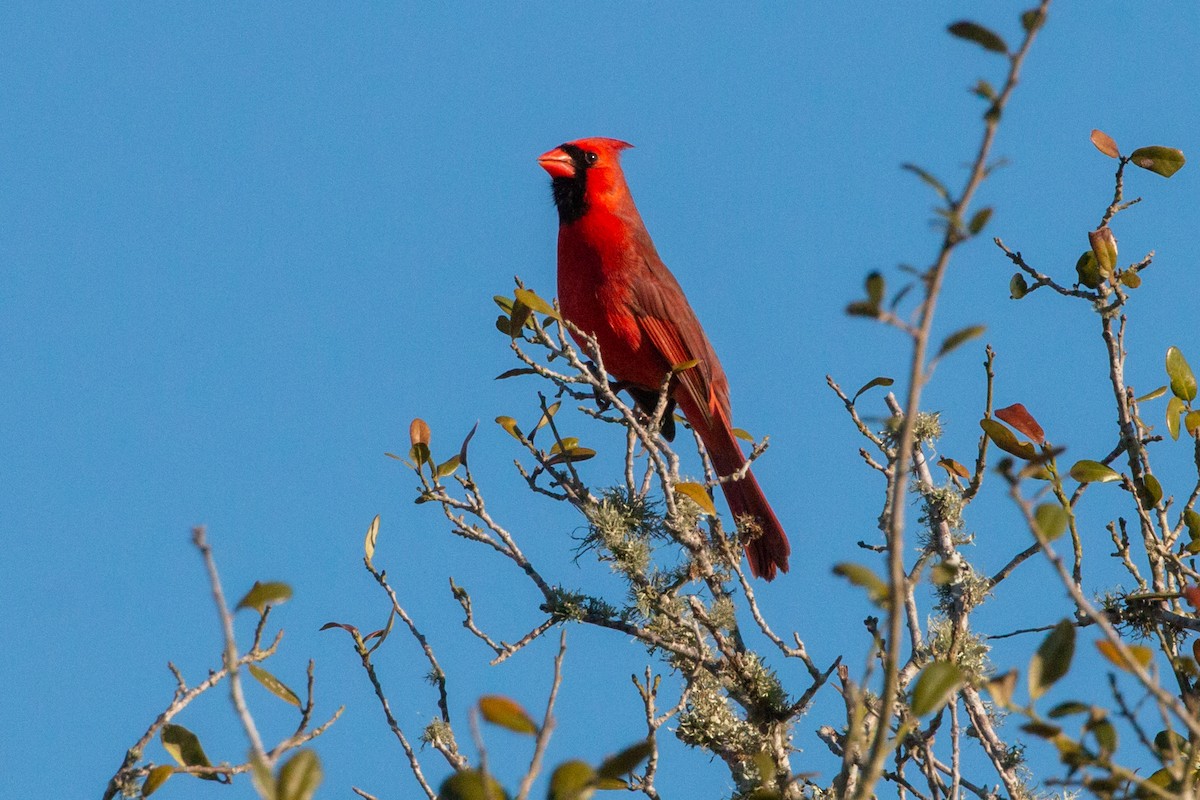 Northern Cardinal - ML422057171