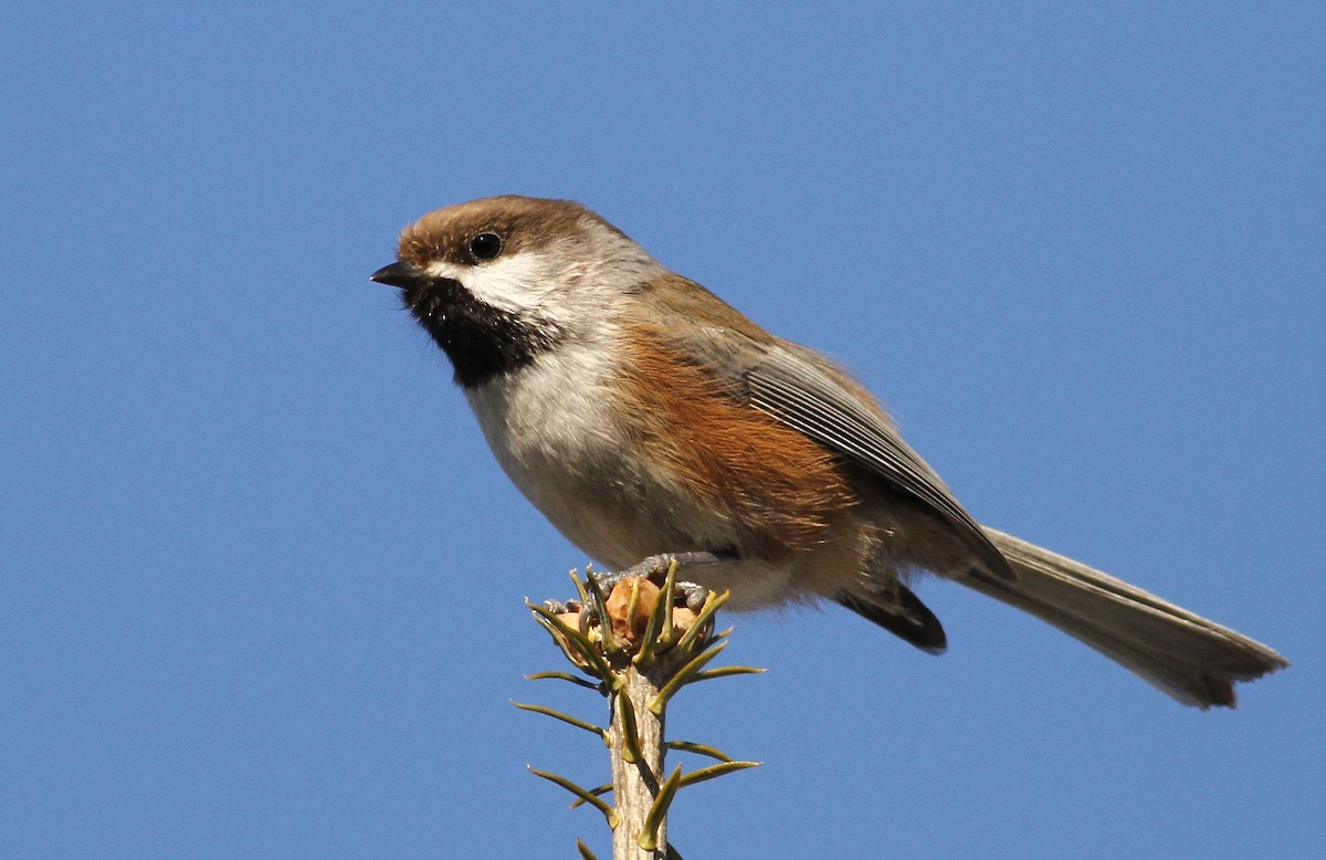 Boreal Chickadee - ML42205721