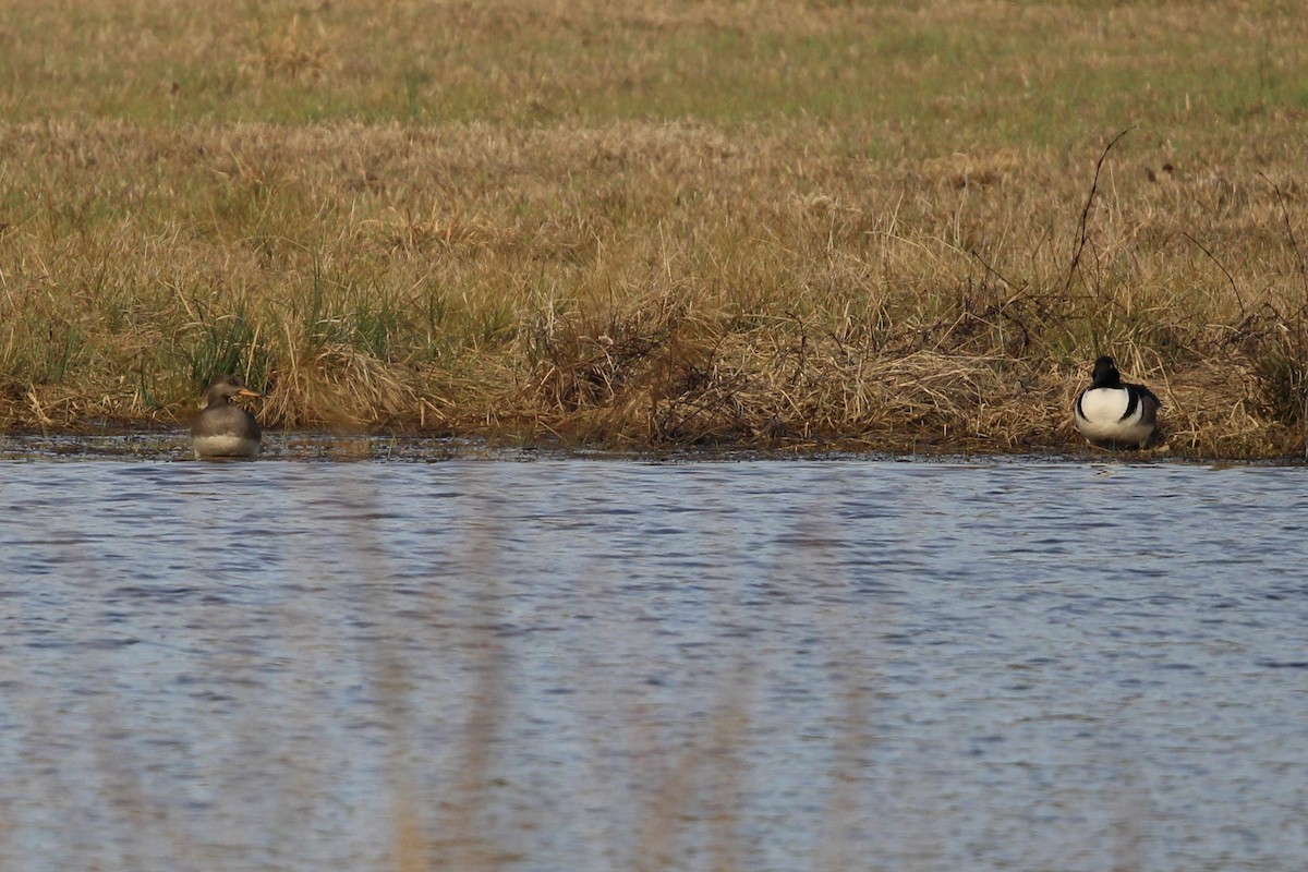 Hooded Merganser - ML422057481