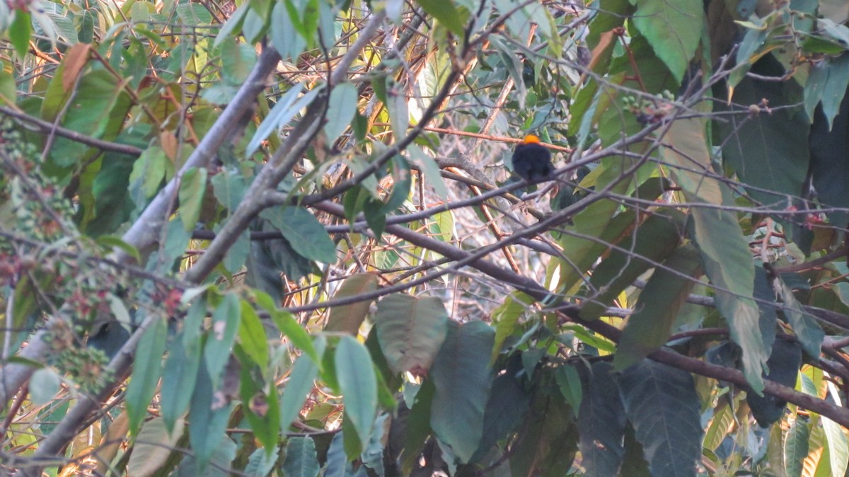 Golden-headed Manakin - Luis Mieres Bastidas