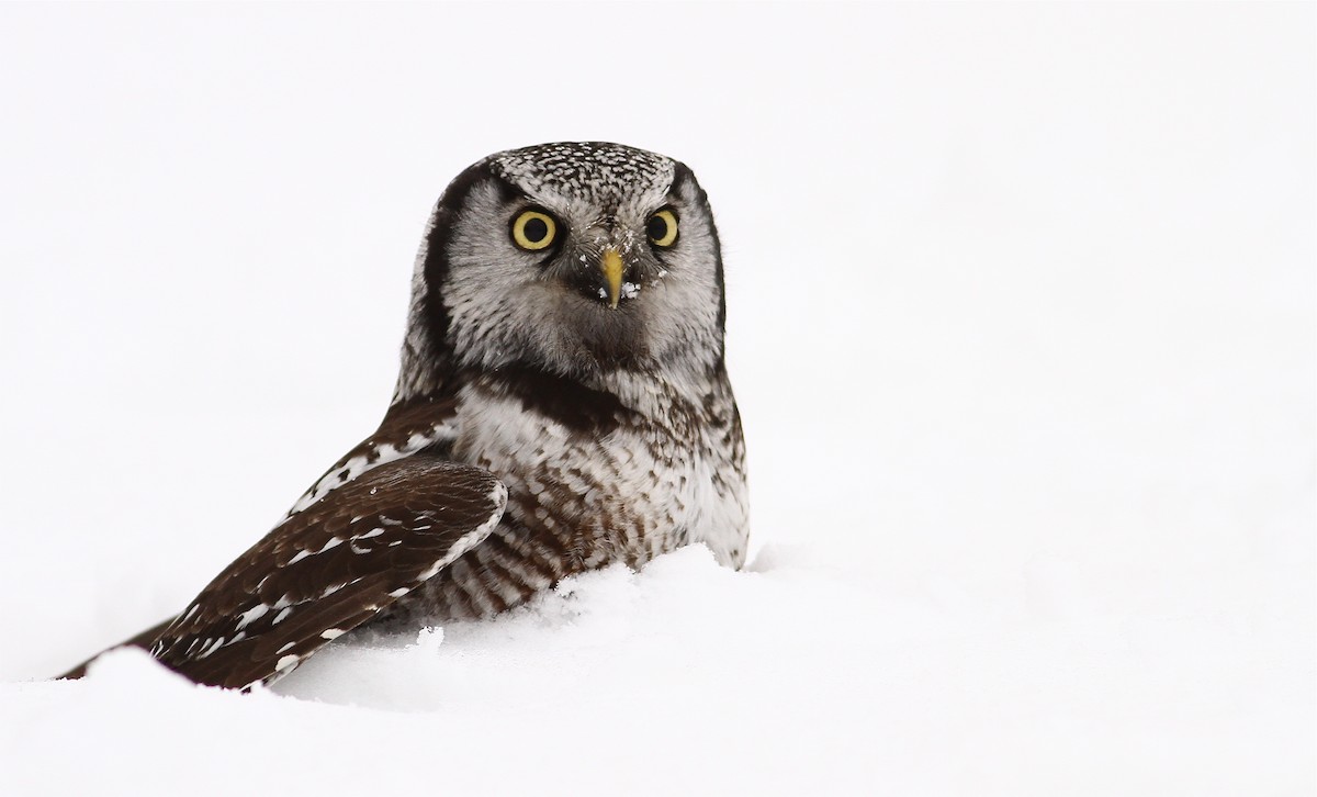 Northern Hawk Owl - ML42205831