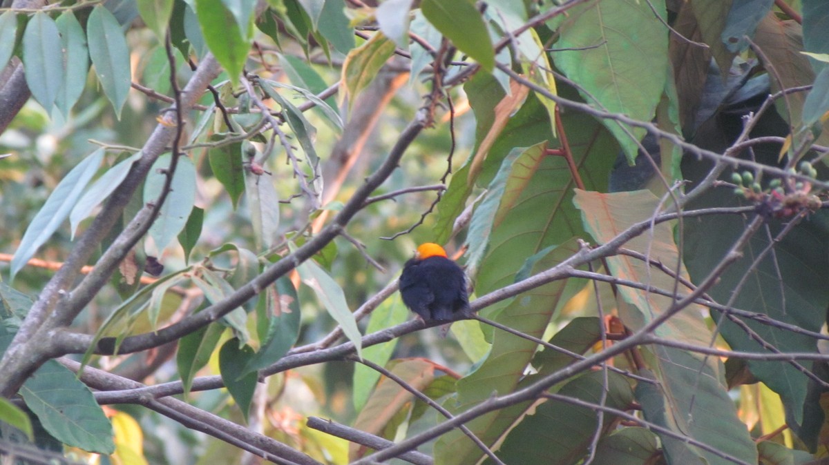 Manakin à tête d'or - ML422058761