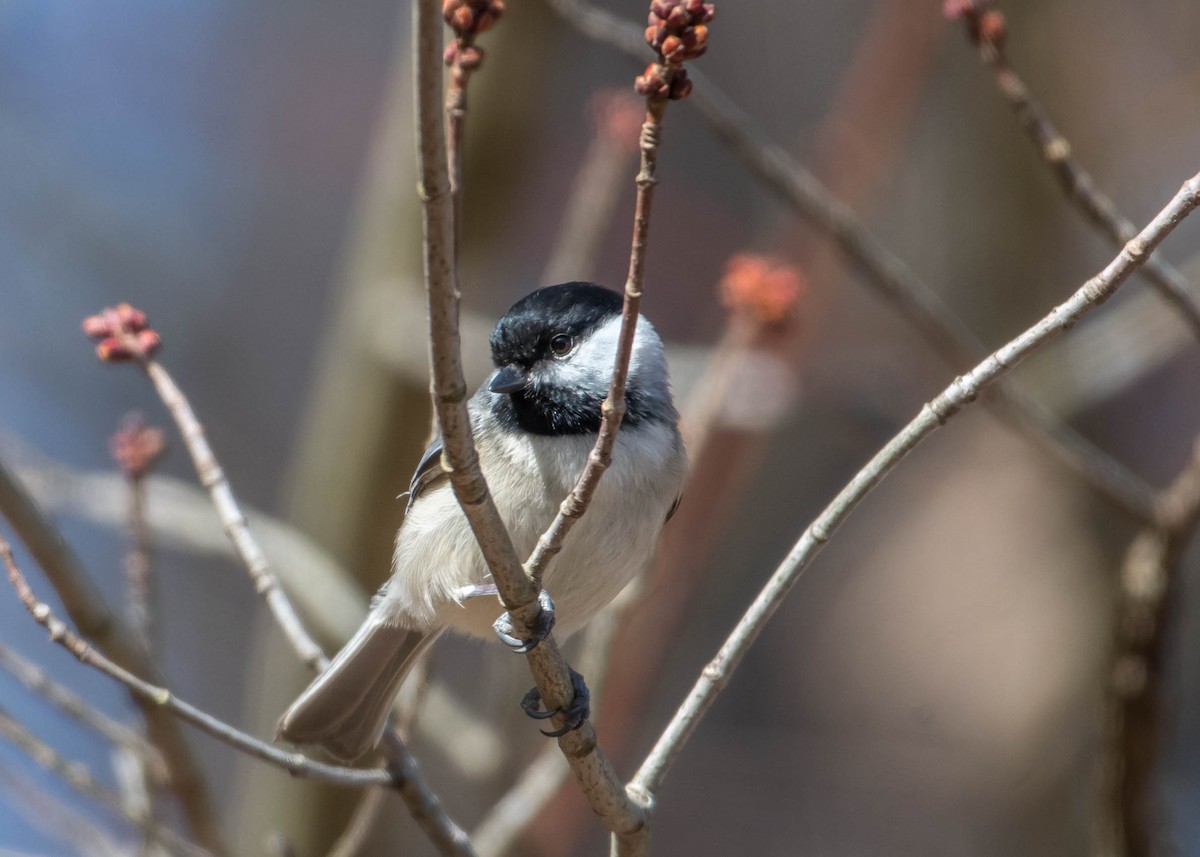 Mésange de Caroline - ML422058811