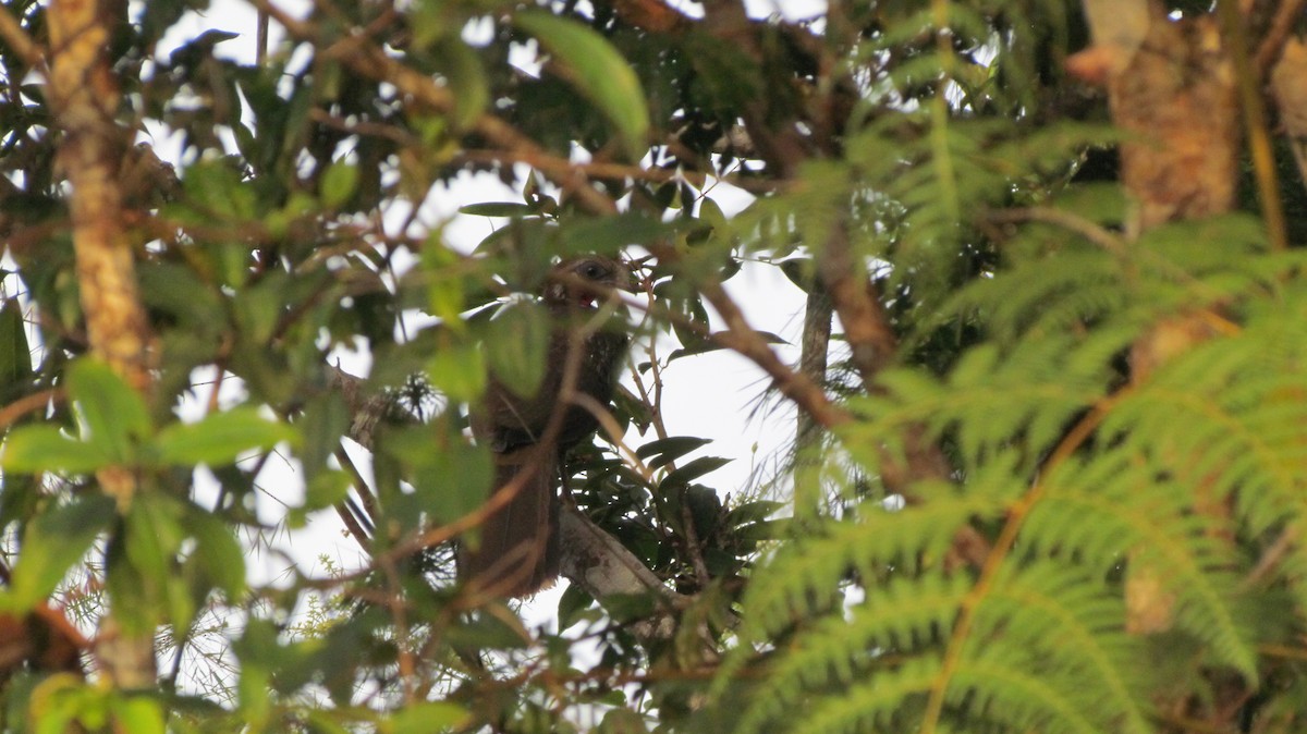 Band-tailed Guan - Luis Mieres Bastidas