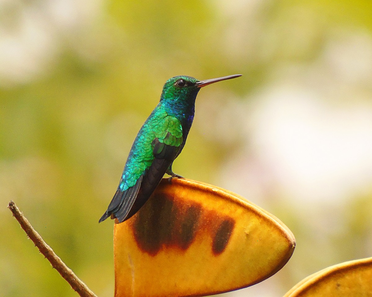 kolibřík chiribiquetský - ML422062211