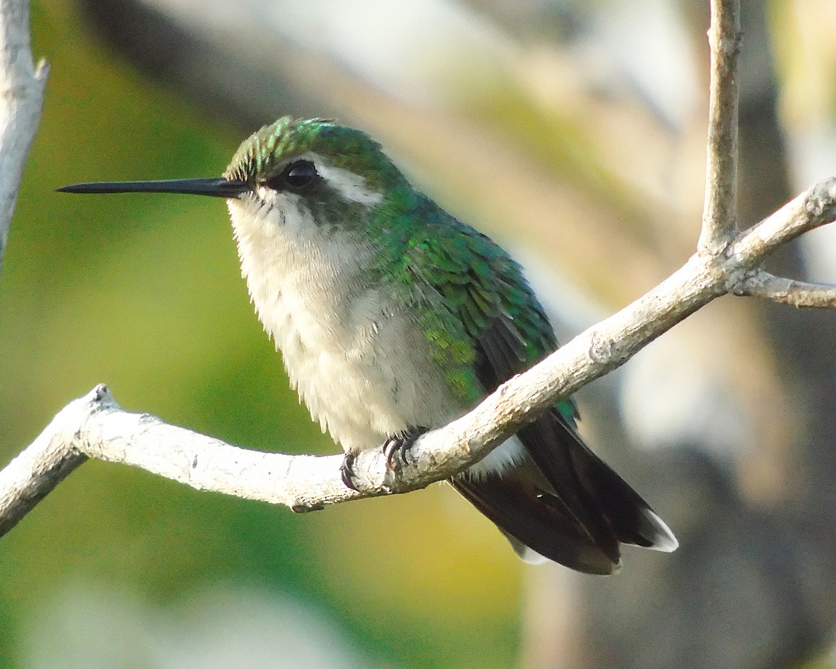 kolibřík chiribiquetský - ML422062331
