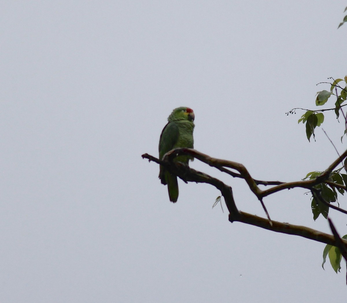 Red-lored Parrot - ML42206391